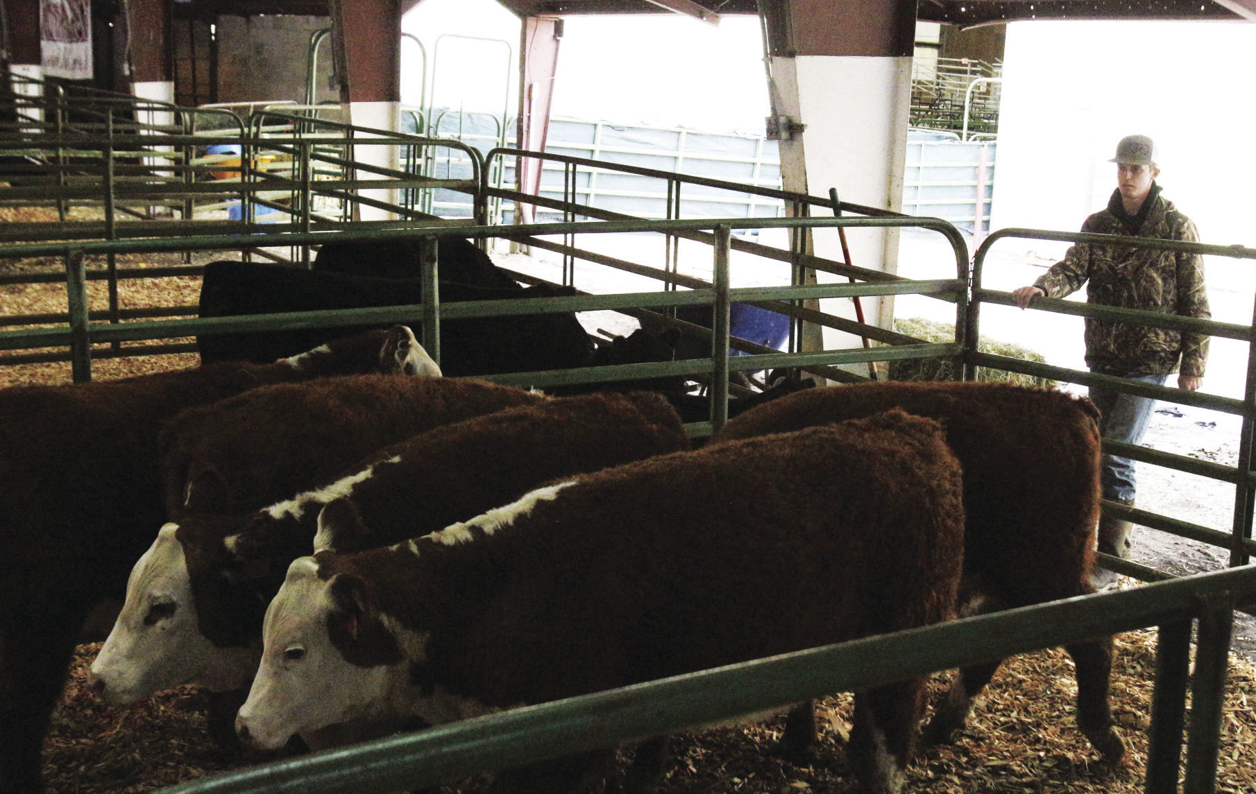 A 'cattle community': Bull, horse sale celebrates 60 years